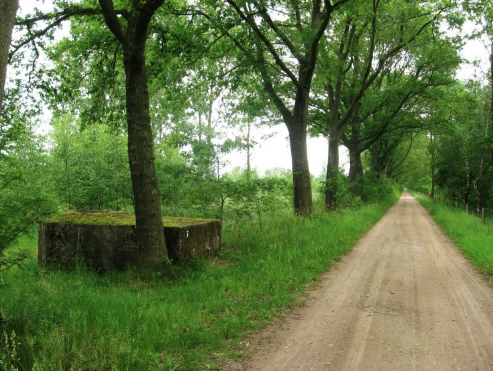 Foto van bos in Reuver